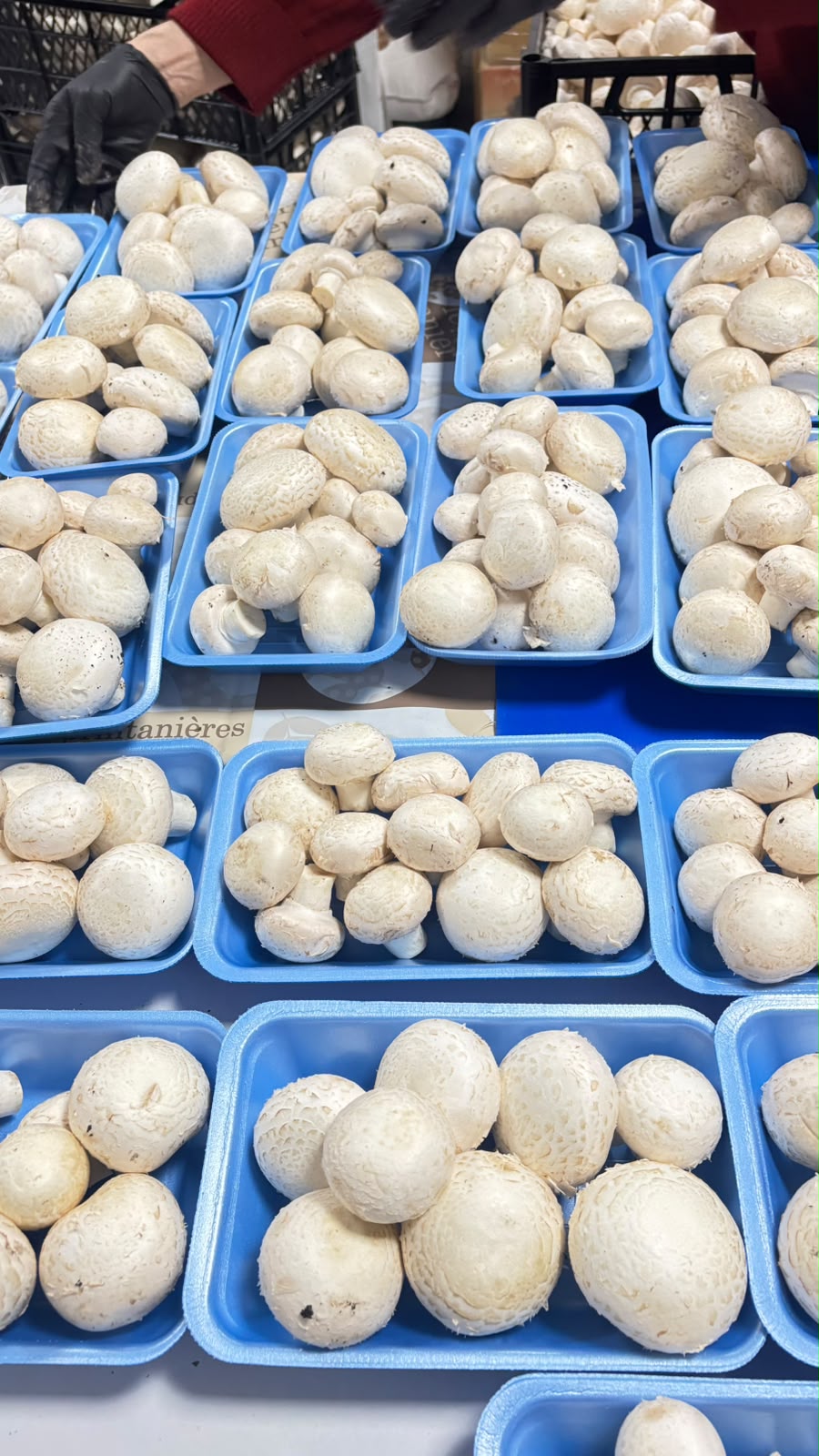 Paketlenmiş beyaz mantarlar
