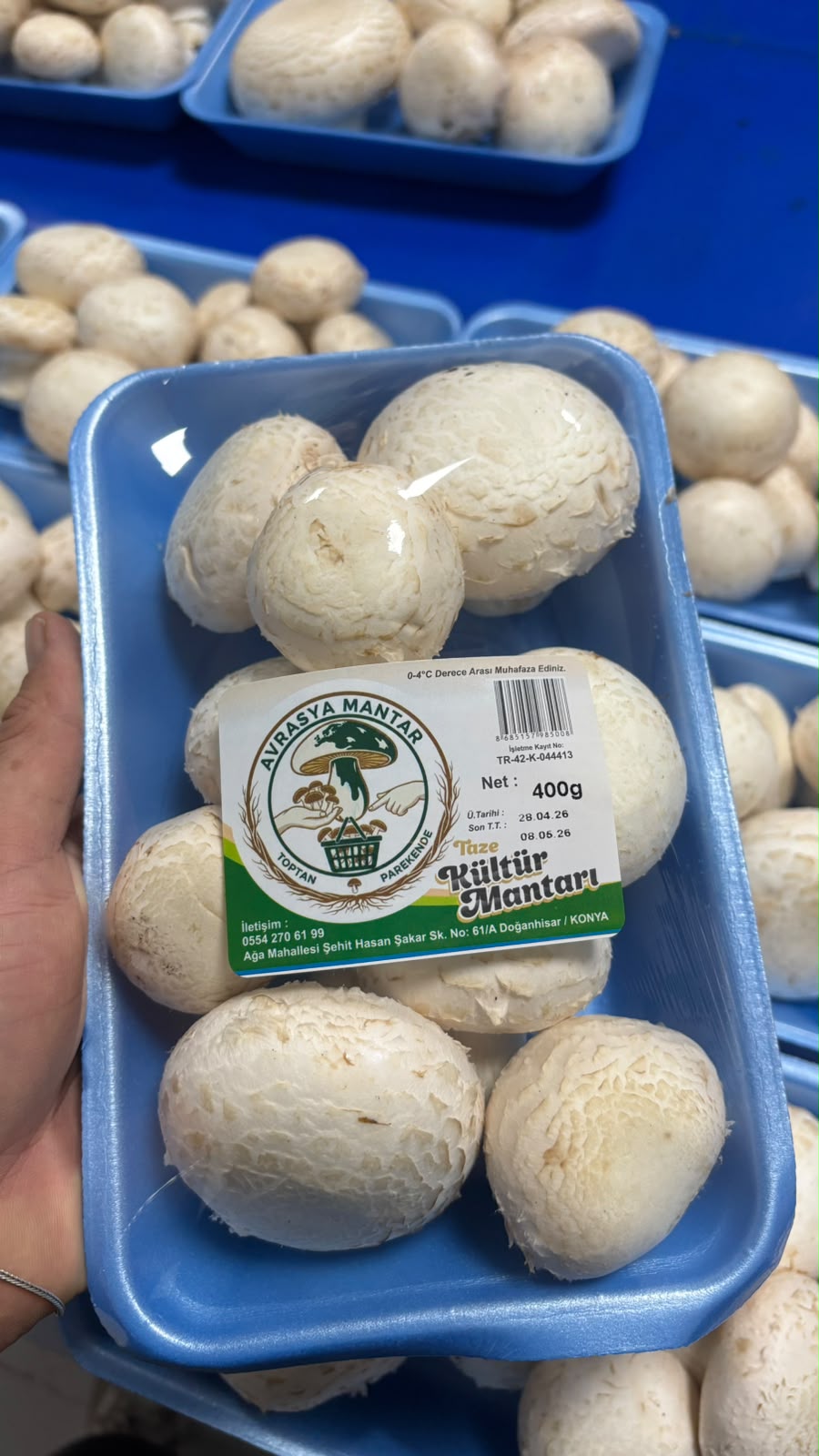 Paketlenmiş Avrasya beyaz mantarı