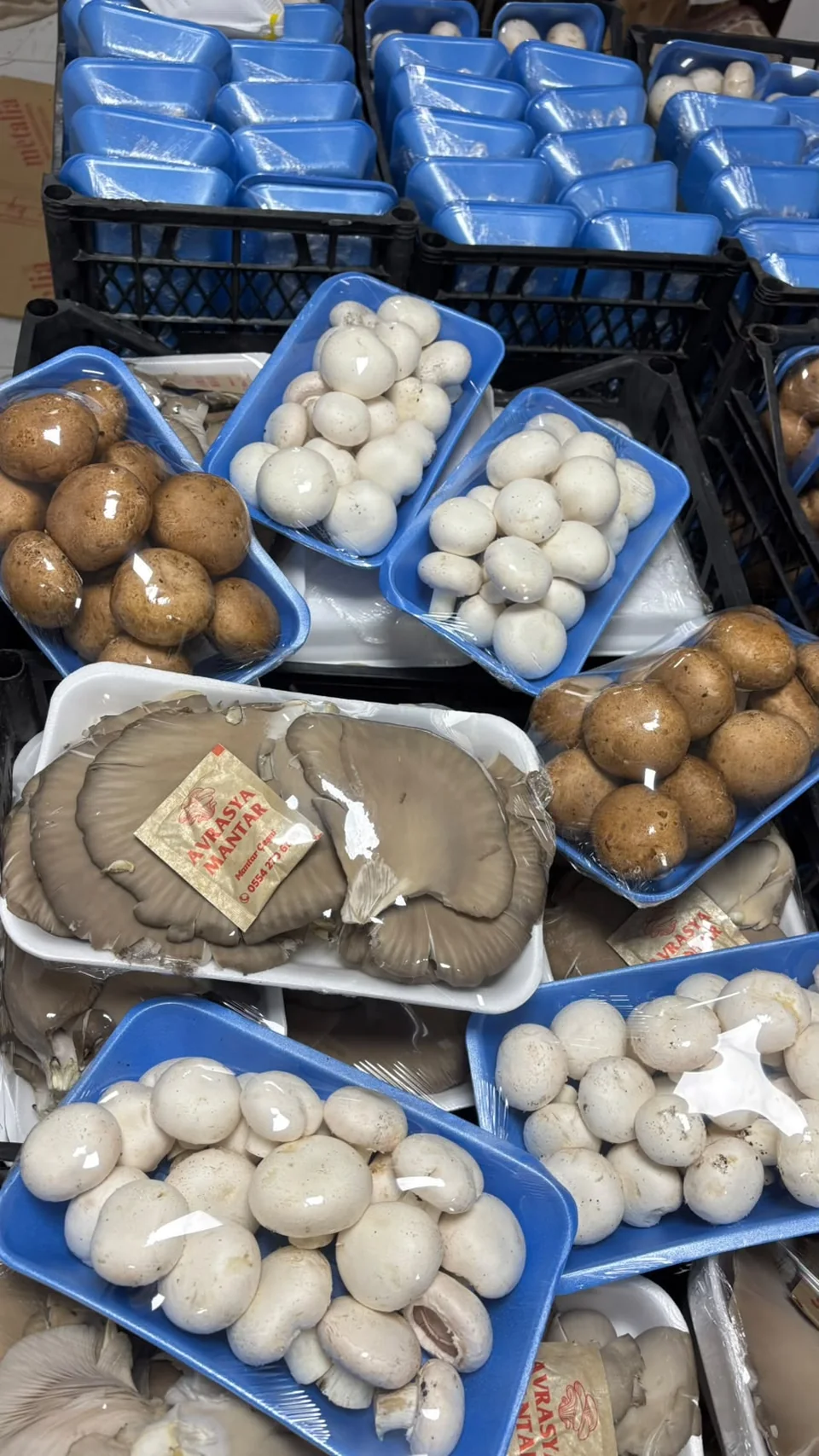 Kestane mantarı