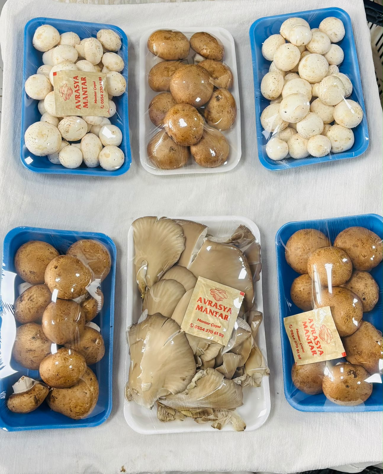 Paketlenmiş mantar ürünleri